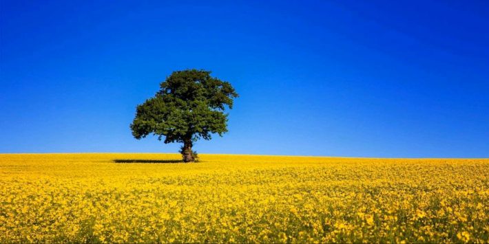 Автомобільна Федерація України вітає з Днем Державного прапора України