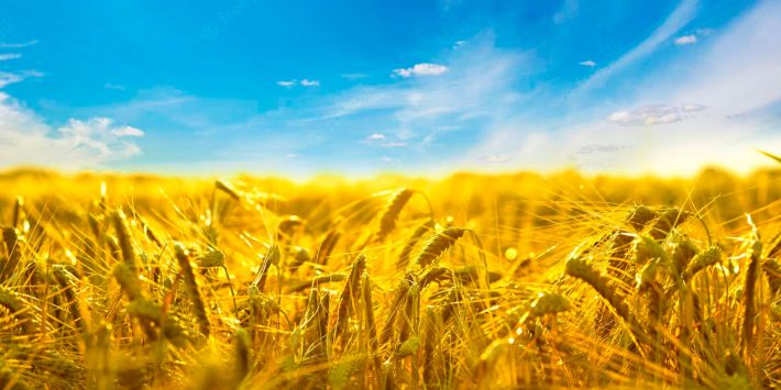 FAU вітає з Днем Української Державності